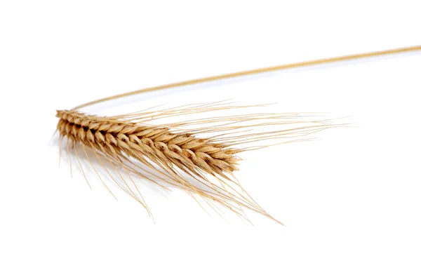 stock image Stem wheat