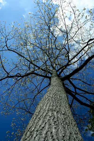 Olhando para uma árvore alta — Fotografia de Stock