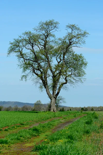 Árbol solitario en un campo —  Fotos de Stock