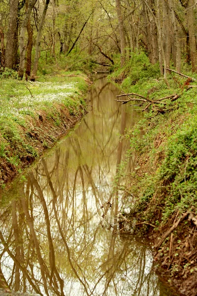 Petit ruisseau dans les bois — Photo