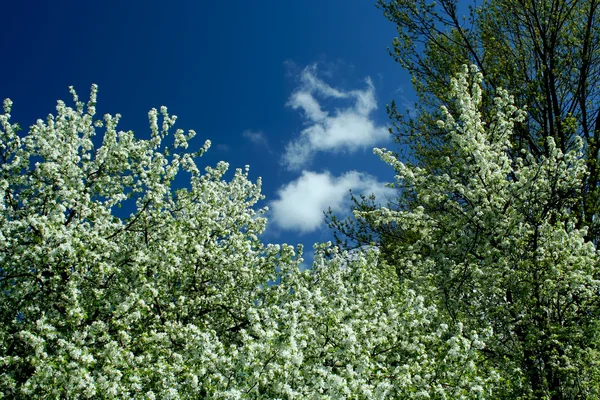 Ανοιξιάτικα δέντρα και μπλε ουρανός — Φωτογραφία Αρχείου