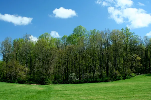 Lente bomen met blauwe hemel — Stockfoto