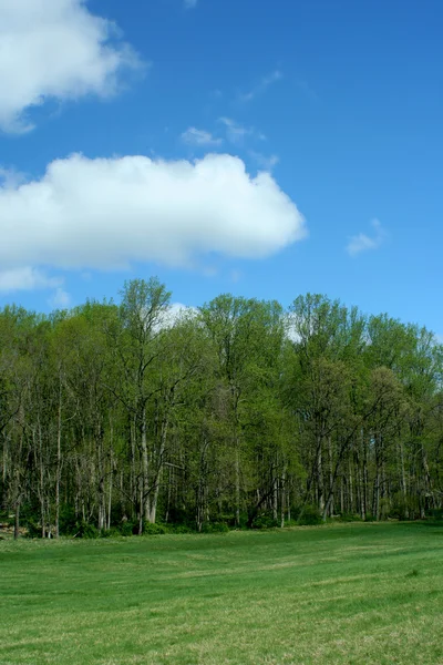 Tavaszi fák, kék sky — Stock Fotó