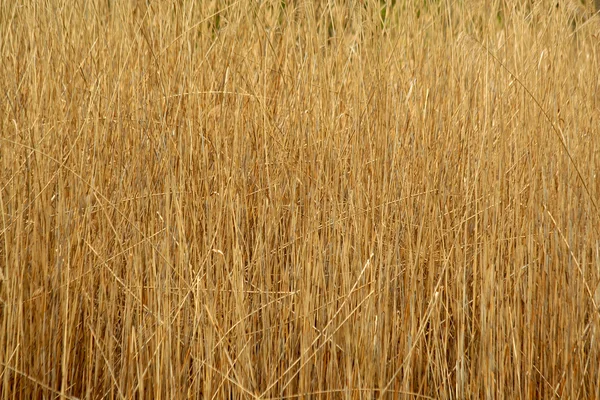 Uzun boylu reed bitkiler arka plan — Stok fotoğraf