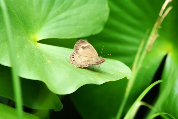 Appalachian brown butterfly — Stock Photo, Image
