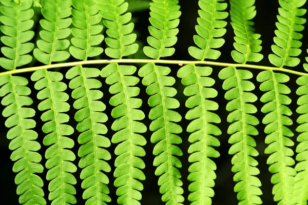 シダの葉状体の葉の背景 — ストック写真