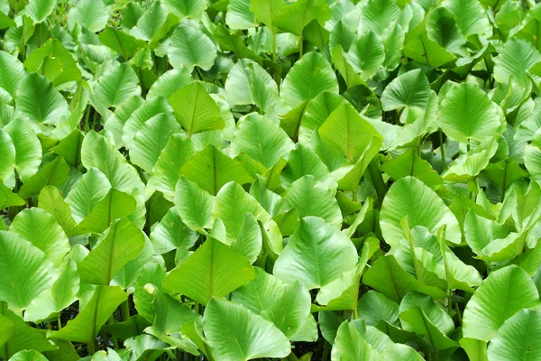 Groene moeras planten achtergrond — Stockfoto