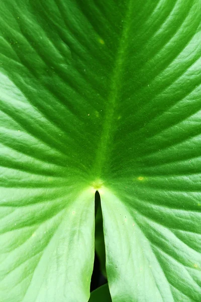Large swamp plant leaf background — Stock Photo, Image