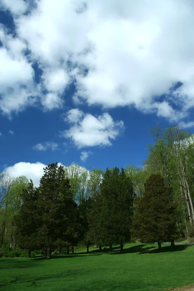 Árvores de primavera com céu azul — Fotografia de Stock