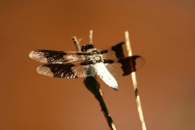 ortak whitetail erkek yusufçuk