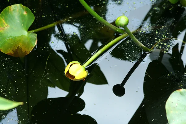 Almohadilla de lirio pantano con flor y reflejo — Foto de Stock
