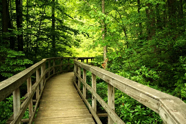 Ponte di legno attraverso la foresta — Foto Stock