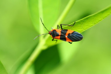 Milkweed bug clipart