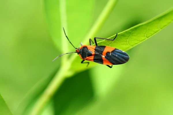 stock image Milkweed bug