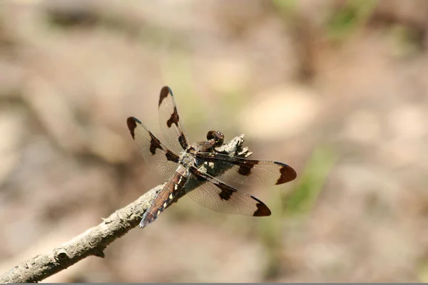 Vrouwelijke twaalf plek skimmer dragonfly — Stockfoto