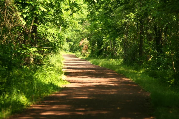 Путь через лес — стоковое фото