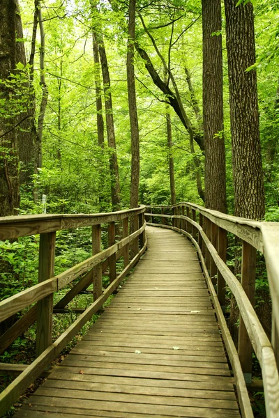 Деревянный мост через лес — стоковое фото
