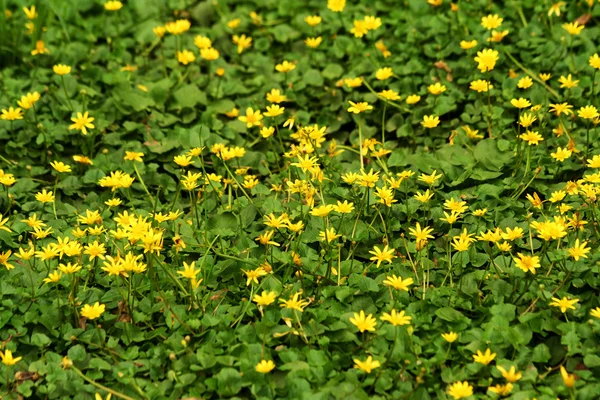 Ярко-желтые полевые цветы — стоковое фото