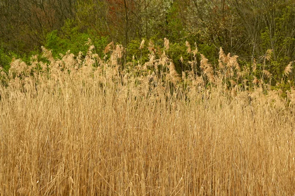 Uzun boylu reed bitkiler — Stok fotoğraf