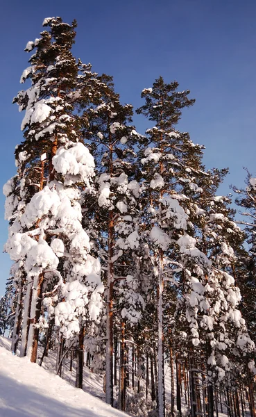 Pinjeskog på vintern — Stockfoto