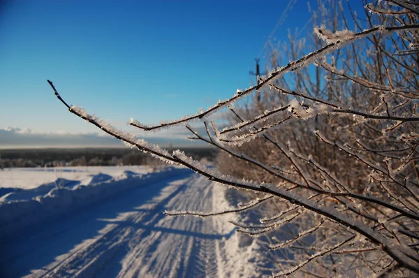 На ветвях, покрытых морозом — стоковое фото