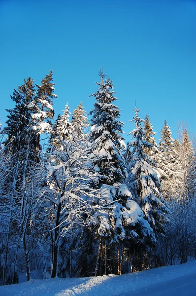 Zasněžené vánoční stromky — Stock fotografie