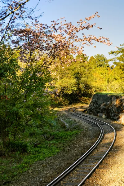 Orman demiryolu — Stok fotoğraf