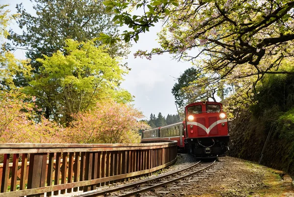 Ліс поїзд — стокове фото