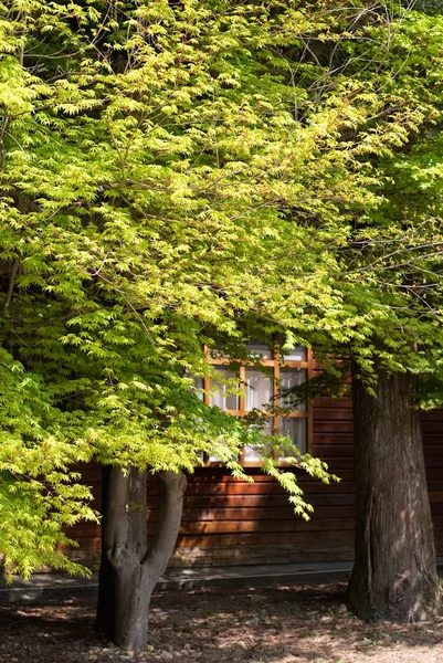 Groene maple bomen — Stockfoto