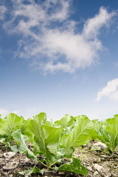 Green cabbage farm — Stock Photo, Image