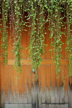 Green ivies over old door clipart