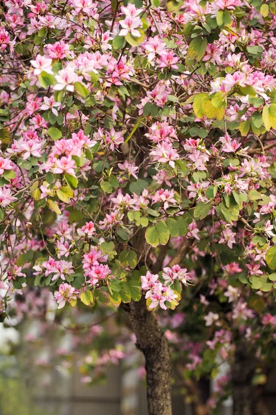 stock image Hong Kong orchid tree