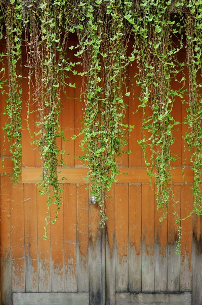 Grüne Efeu über alte Tür — Stockfoto