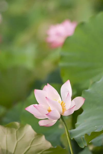 Lotus — Stok fotoğraf