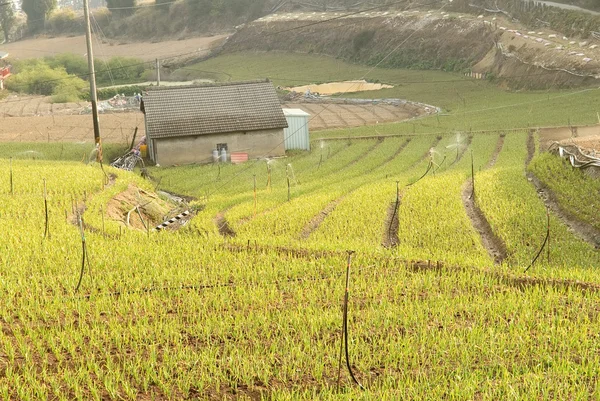 녹색 양파 농장 — 스톡 사진