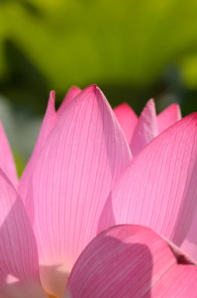 Lotus plátku — Stock fotografie
