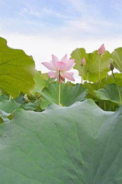 Lotus çiçeği.