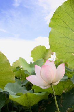 Lotus flower clipart