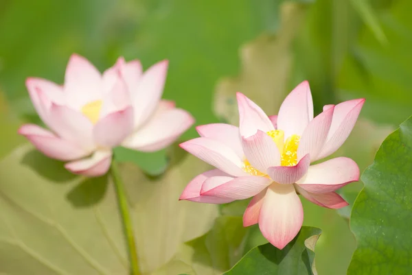 Twee lotusbloemen — Stockfoto
