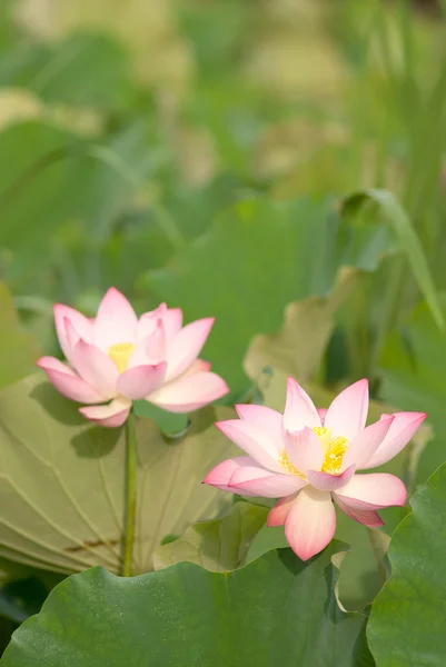 Dwa kwiaty lotosu — Zdjęcie stockowe