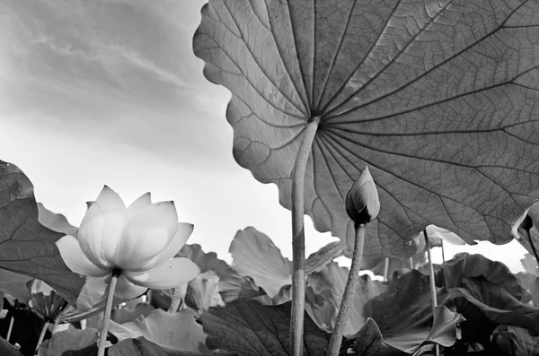 蓮の花 — ストック写真