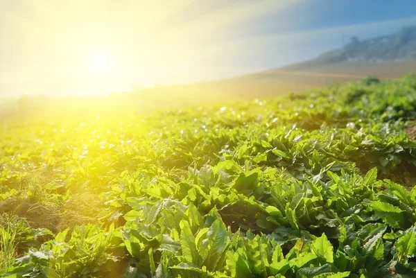 stock image Vegetable farm