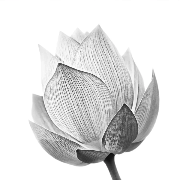 Lotus çiçeği. Stok Resim