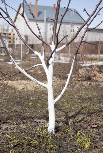 Le tronc de pommiers blanchis à la chaux — Photo