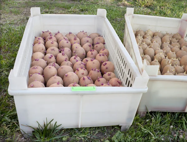 Duas caixas com batatas de semente — Fotografia de Stock