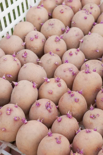 One boxes with of seed potatoes — Stock Photo, Image