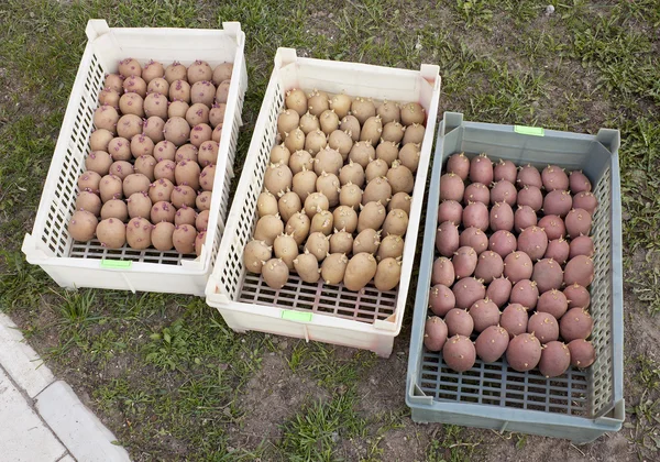 Tohum patates ile üç kutu — Stok fotoğraf