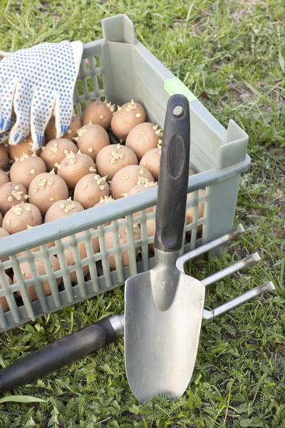 Rutan med den av utsäde potatis — Stockfoto