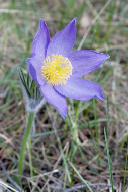 kardelen bloom bahar