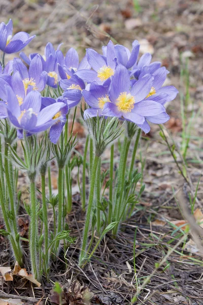 Весной цветут подснежники — стоковое фото